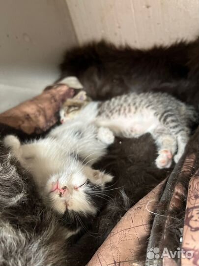 Котята в добрые руки