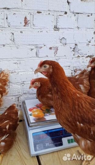 Куры молодки несушки