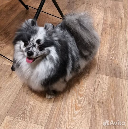 Племенная сука