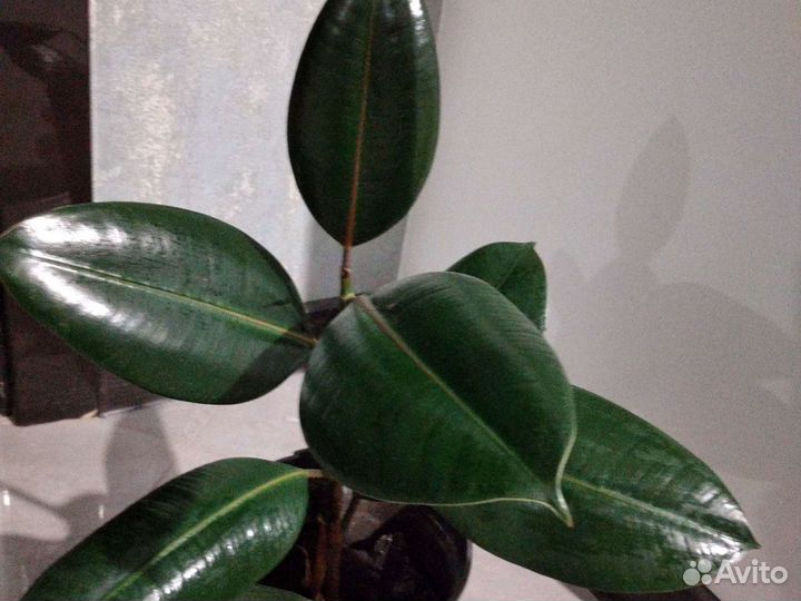 Фикус, белизе,тинекэ,лирато бамбино
