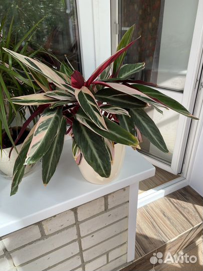 Строманта триколор