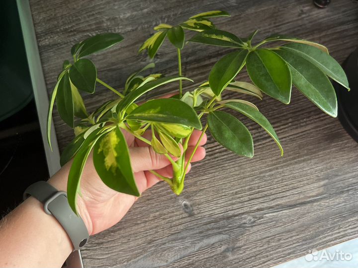 Комнатные цветы шефлера