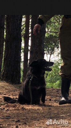 Собаки бесплатно в добрые руки