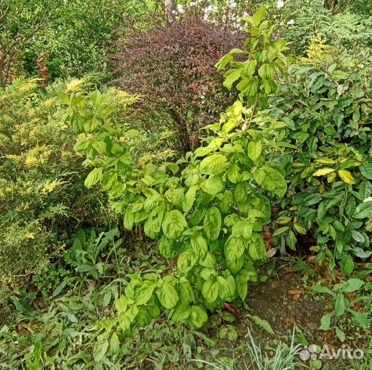 Вейгела Лайм Монстер