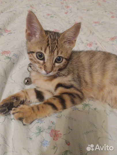 Котенок в добрые руки