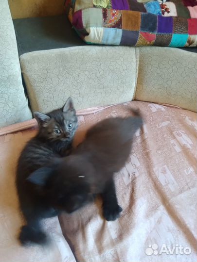 Отдам котят в добрые руки