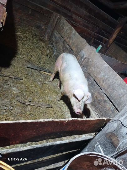 Хряк на племя