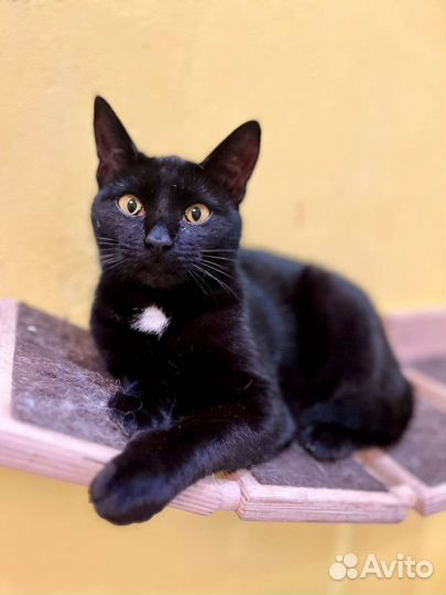 Кошка в дар