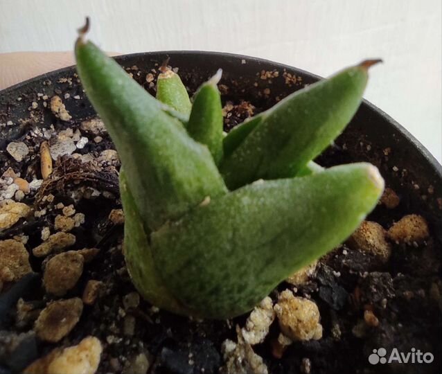 Агава, Хавортии