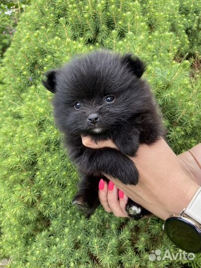 Померанский шпиц