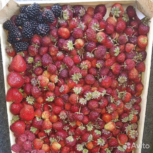 Клубника малина
