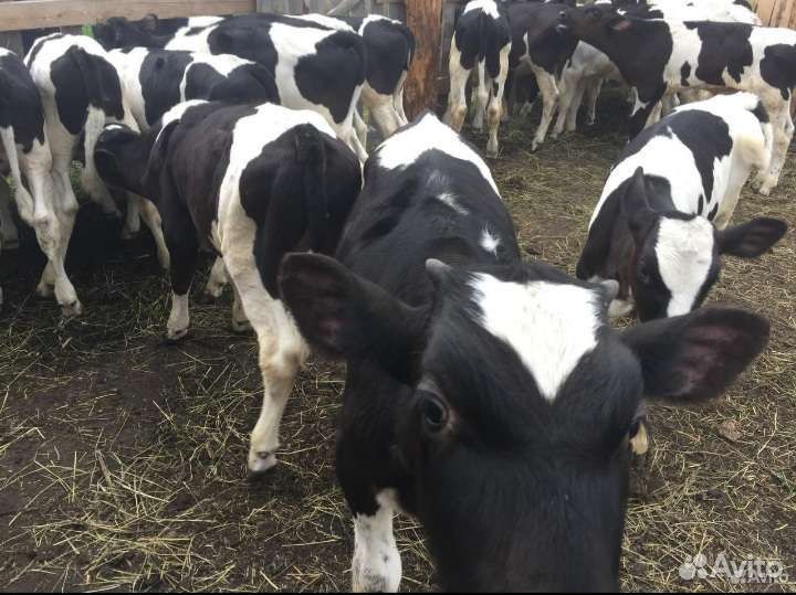 Телята бычки