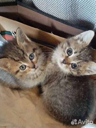 Котята-девочка и мальчик в добрые ручки