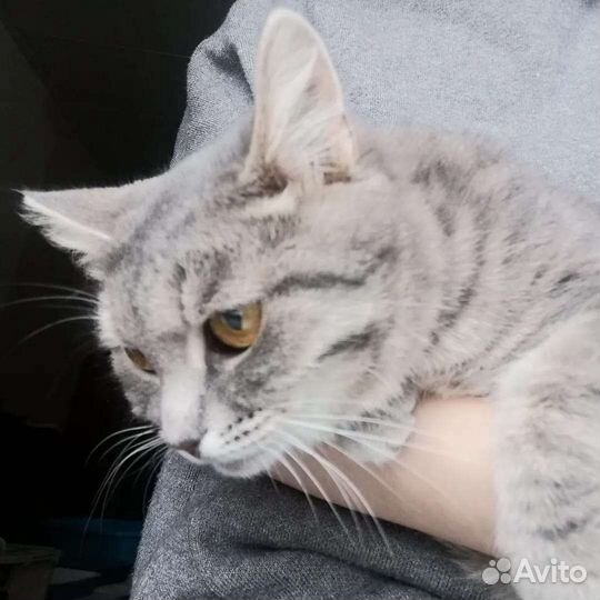 Булочка Нэнси ищет дом