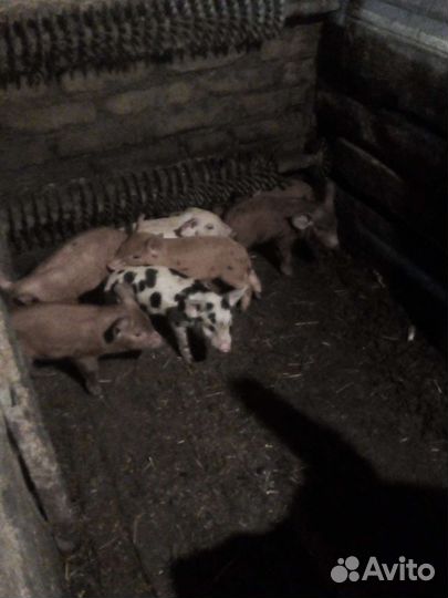 Поросята помесь кабанихи с чистым дюрком