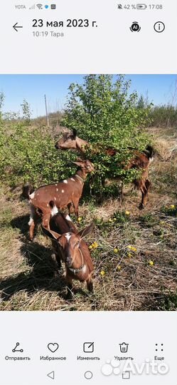 Продам козу дойную