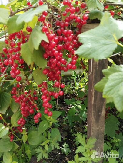 Смородина чёрная, красная, белая