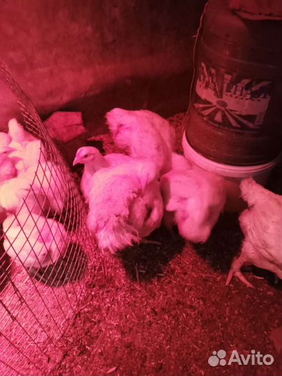 Бройлеры кобб 500