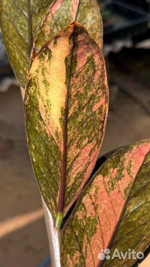 Замиокулькас вариегатный блек Оранж колекционая