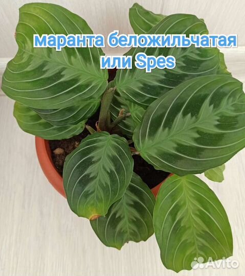 Маранта массанжа и другие
