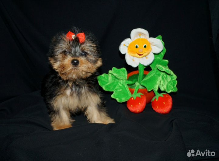 Кукляшки-мордашки йорки от Чемпиона мини щенки