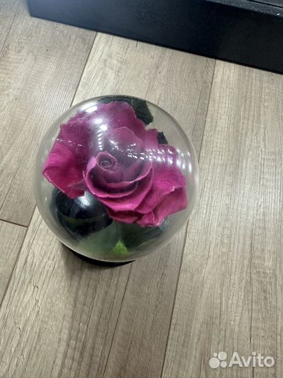 Стабилизированная роза в колбе фуксия