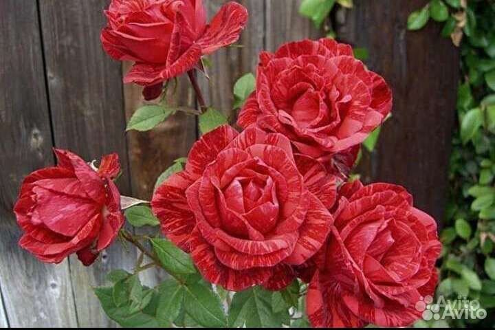 Саженцы тигровой розы