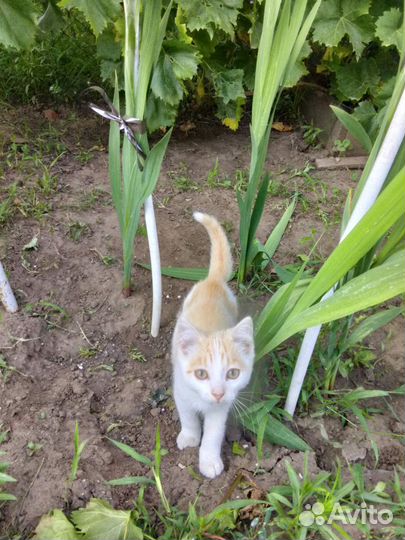 Отдам котенка в добрые руки