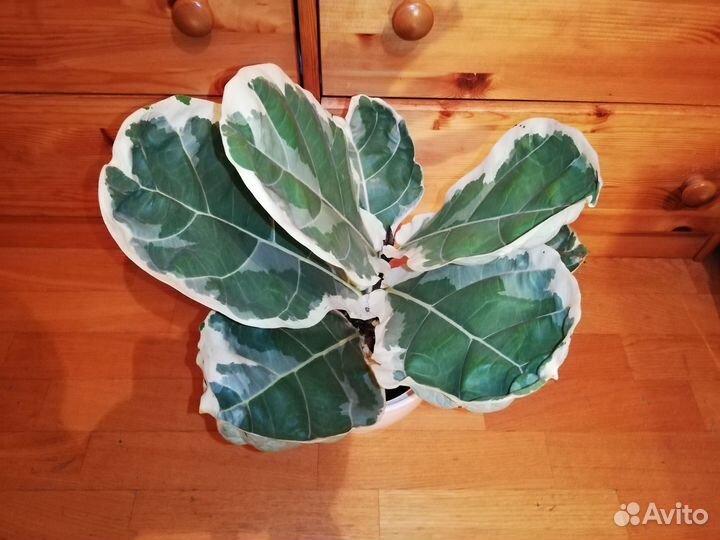 Фикус Лирата вариегатный Ficus Lyrata