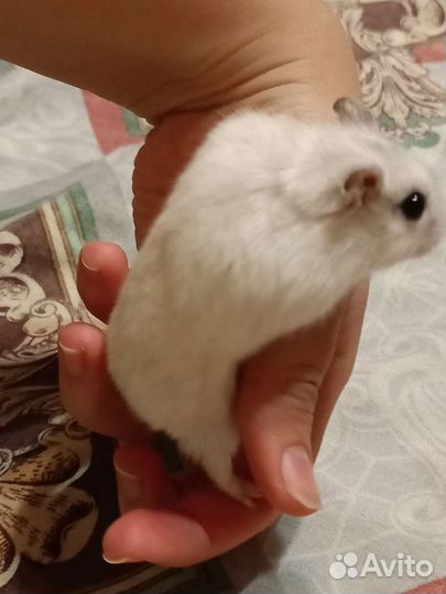 Джунгарские хомячки