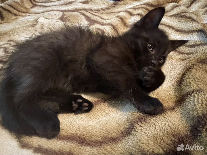 Отдам котенка в добрые руки