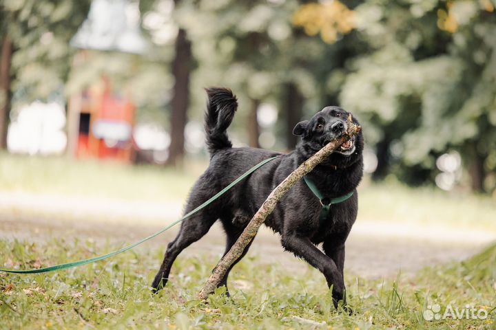 Собака из приюта ищет дом