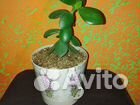 Цветок Денежное дерево