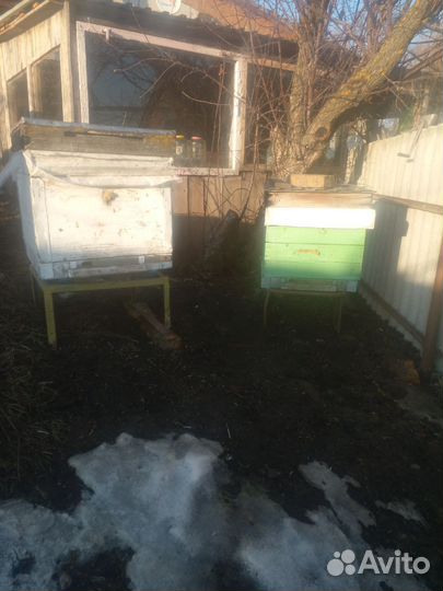 Пчелосемьи