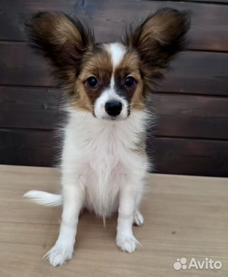 Мальчишка папийон