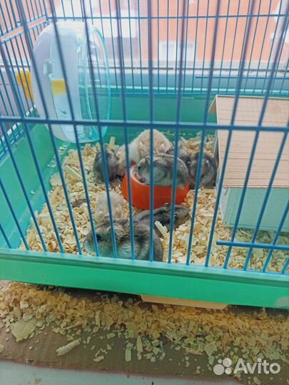 Джунгарские хомячки