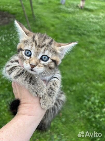 Котята ишут семью