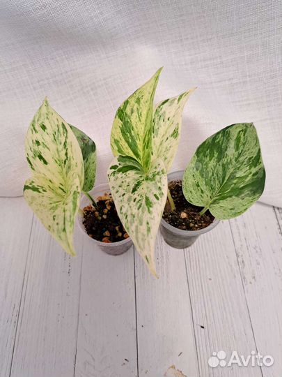 Сциндапсусы