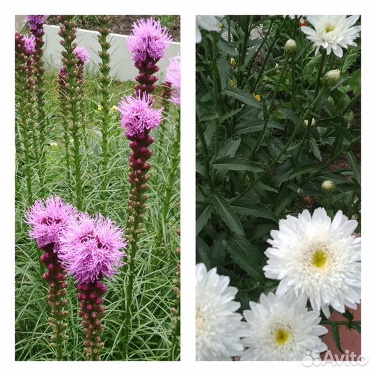 Многолетние цветы