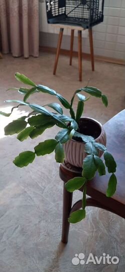 Декабрист шлюмбергера сортовые желтый