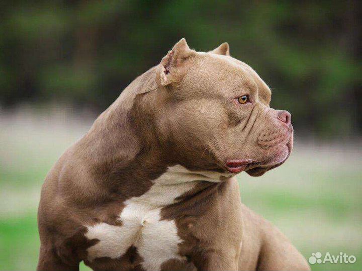 Инструктор (кинолог) клеймение, вязка, дрессировка