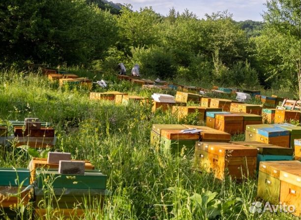 Мёд 24 года из Алтая опт