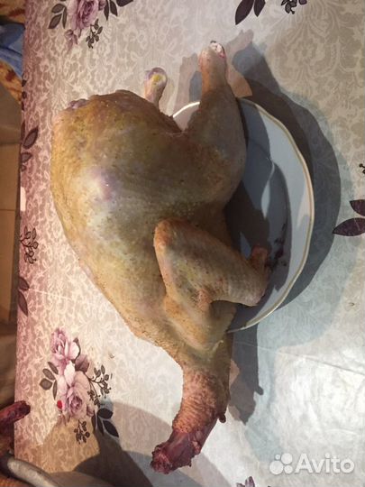 Птица на стол и племя