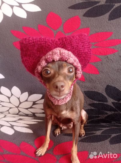 Одежда для собак мелких пород