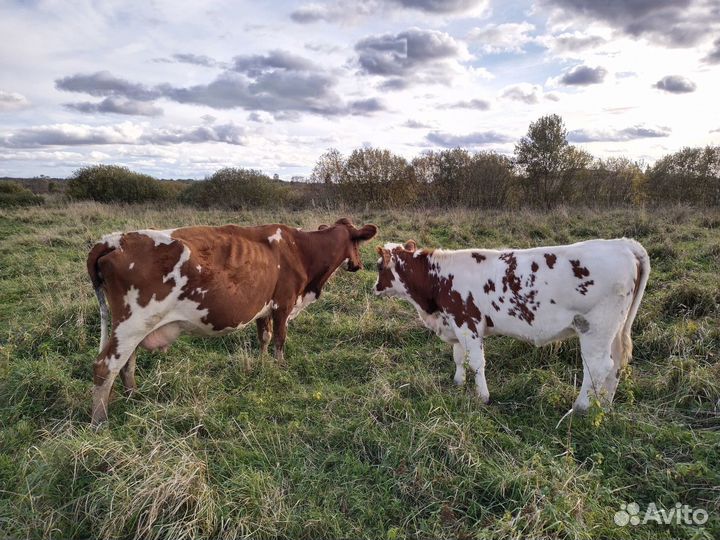 Корова Айширская племенная, стельная, безрогая