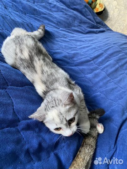 Отдадим кошечку в очень добрые руки