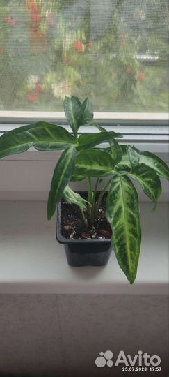 Филодендрон, сингониум, аихризон