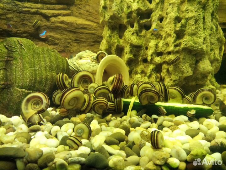 Улитка мариза