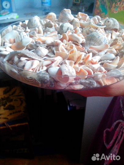 Морские ракушки