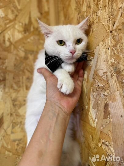 Кошка из приюта
